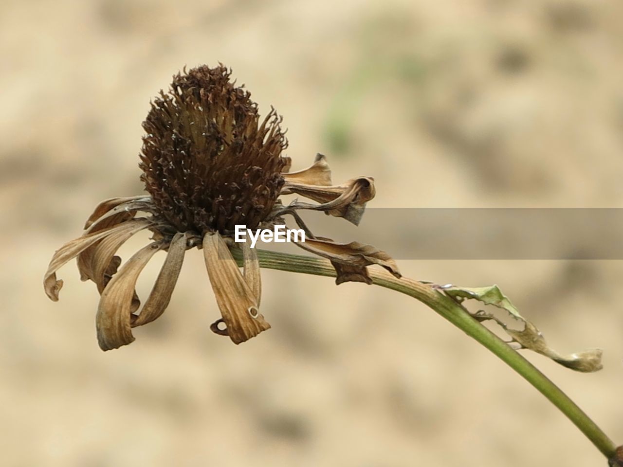 CLOSE-UP OF THISTLE FLOWER