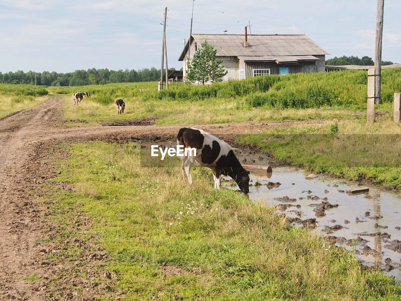 HORSES IN A FARM