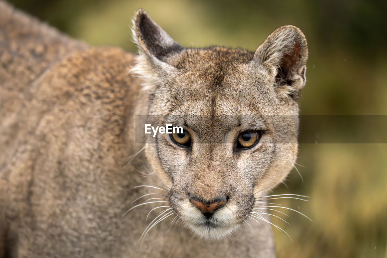 close-up of a cat