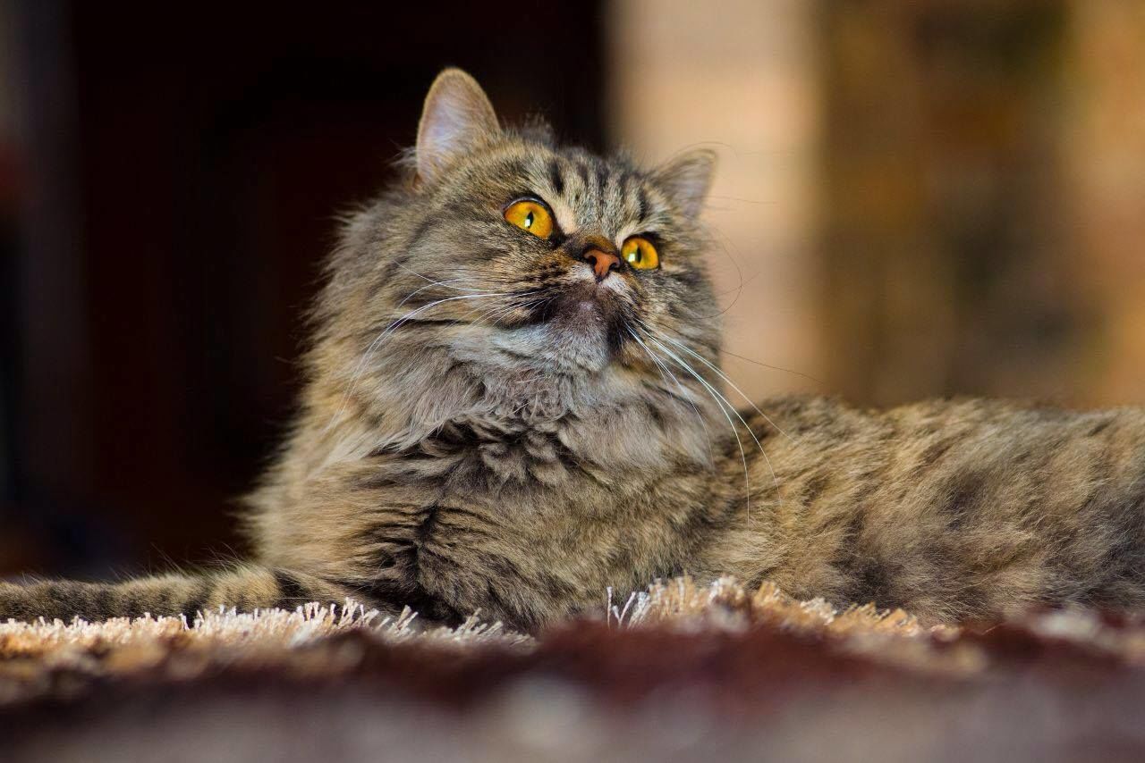 Close-up of cat resting on rug