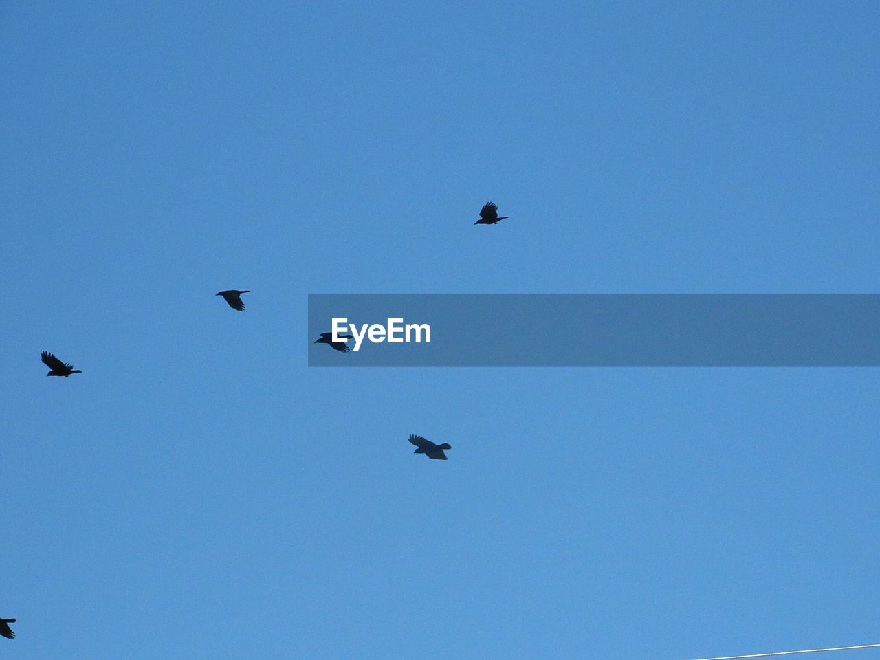 LOW ANGLE VIEW OF BIRDS IN THE SKY