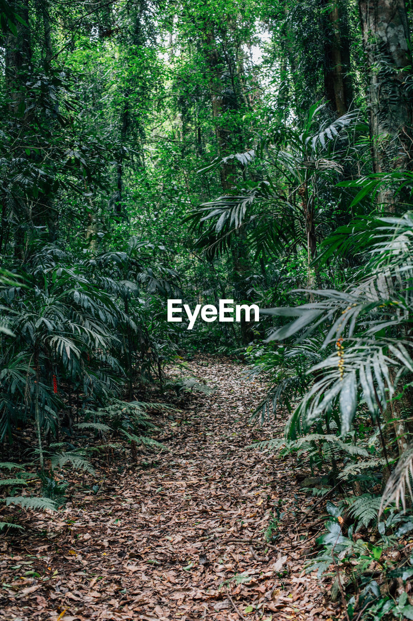 TREES GROWING ON A FOREST