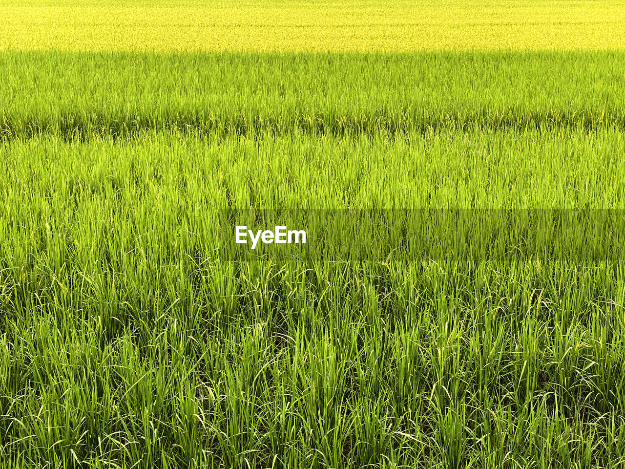 plant, field, green, land, growth, agriculture, rural scene, landscape, paddy field, grassland, crop, beauty in nature, nature, farm, grass, environment, tranquility, pasture, no people, day, food, scenics - nature, tranquil scene, cereal plant, prairie, meadow, outdoors, rice, rice paddy, plain, freshness, cultivated land, backgrounds, full frame