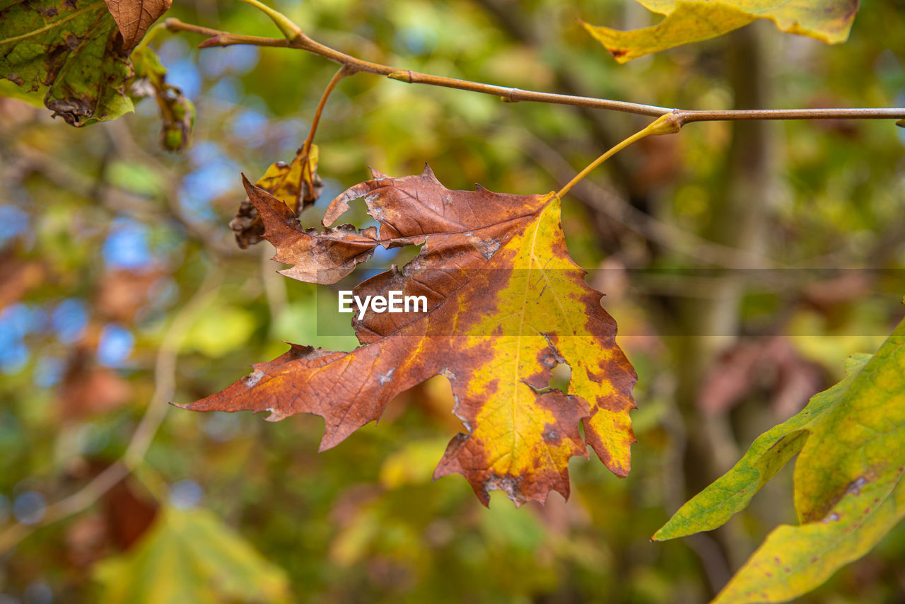 CLOSE-UP OF YELLOW MAPLE LEAVES