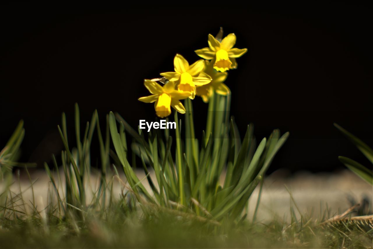 plant, flowering plant, flower, yellow, beauty in nature, nature, freshness, close-up, macro photography, growth, grass, no people, flower head, green, daffodil, fragility, inflorescence, black background, petal, outdoors, springtime, selective focus, plant stem, night, narcissus