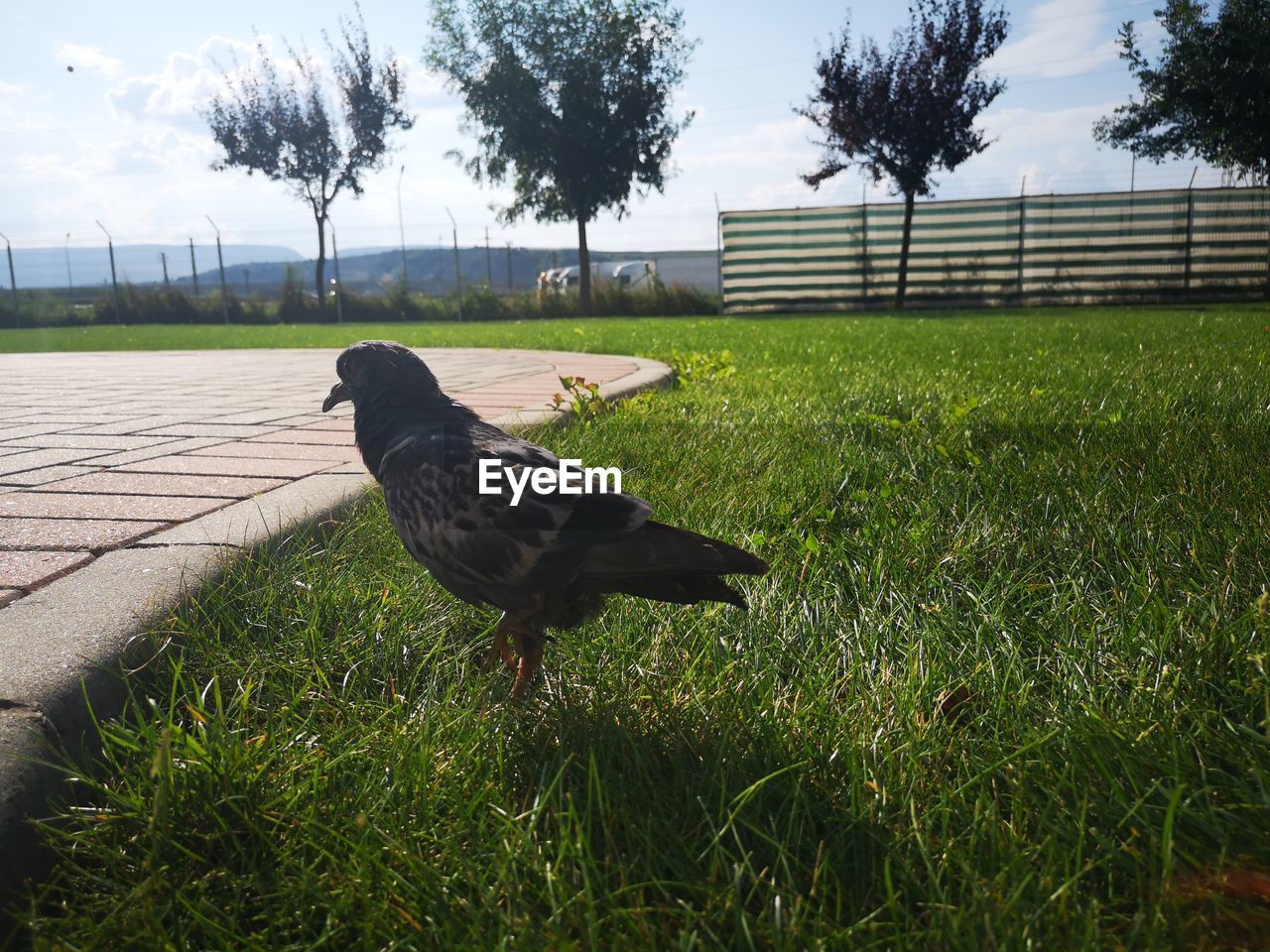 VIEW OF BIRD ON FIELD