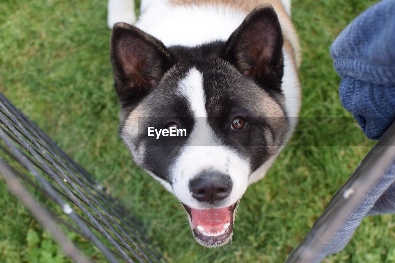 Close-up portrait of dog