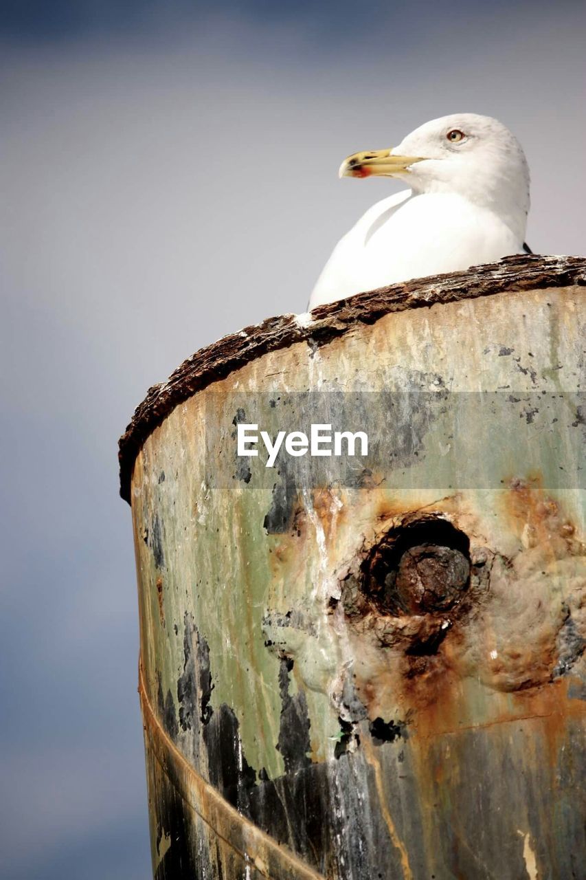 Low angle view of seagull in container against sky