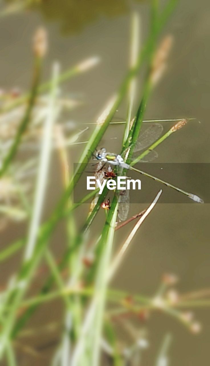 CLOSE-UP OF INSECT ON STEM