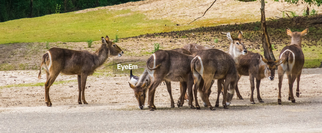 HORSES ON FIELD