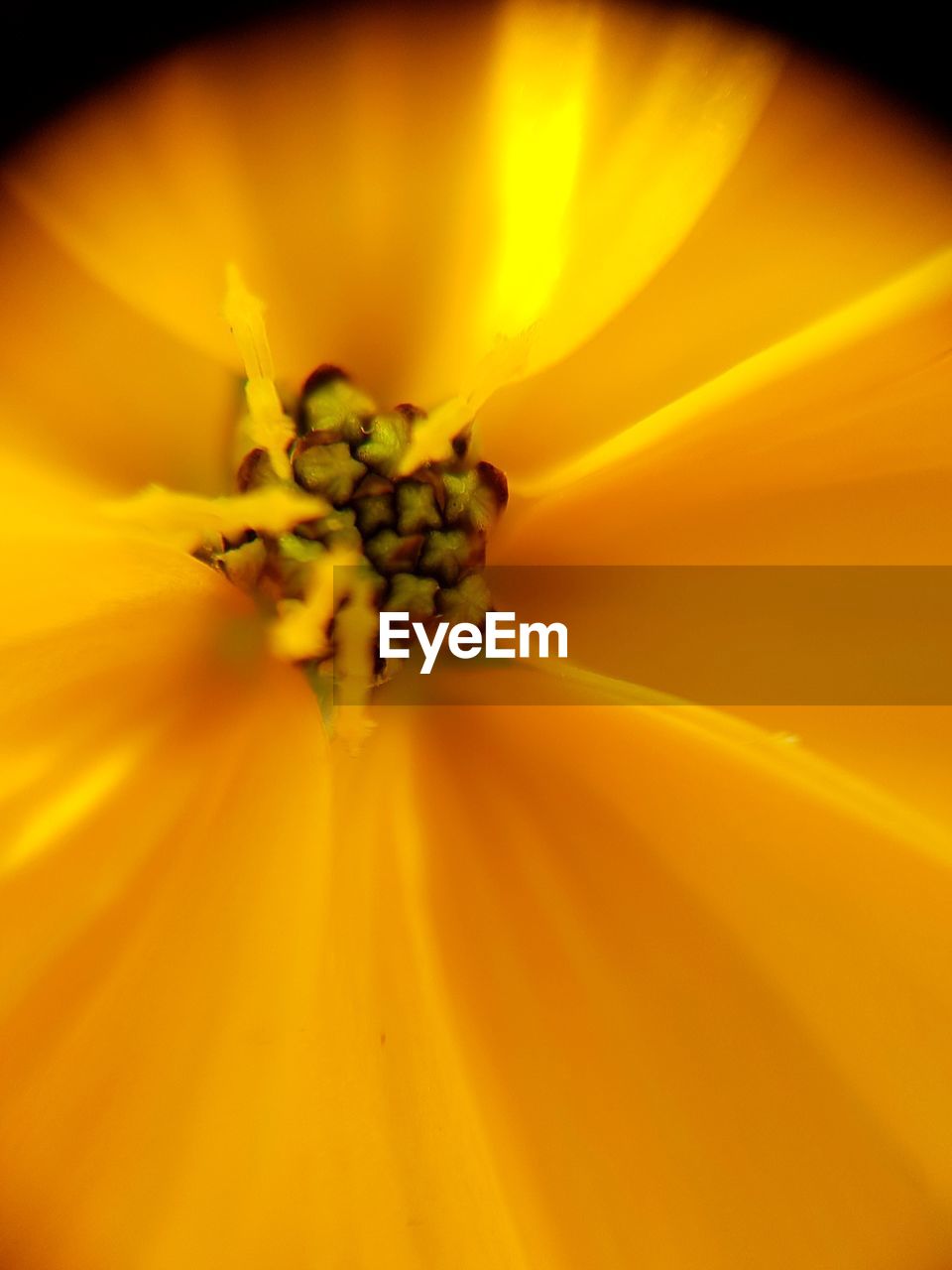 CLOSE-UP OF FRESH YELLOW FLOWER POLLEN