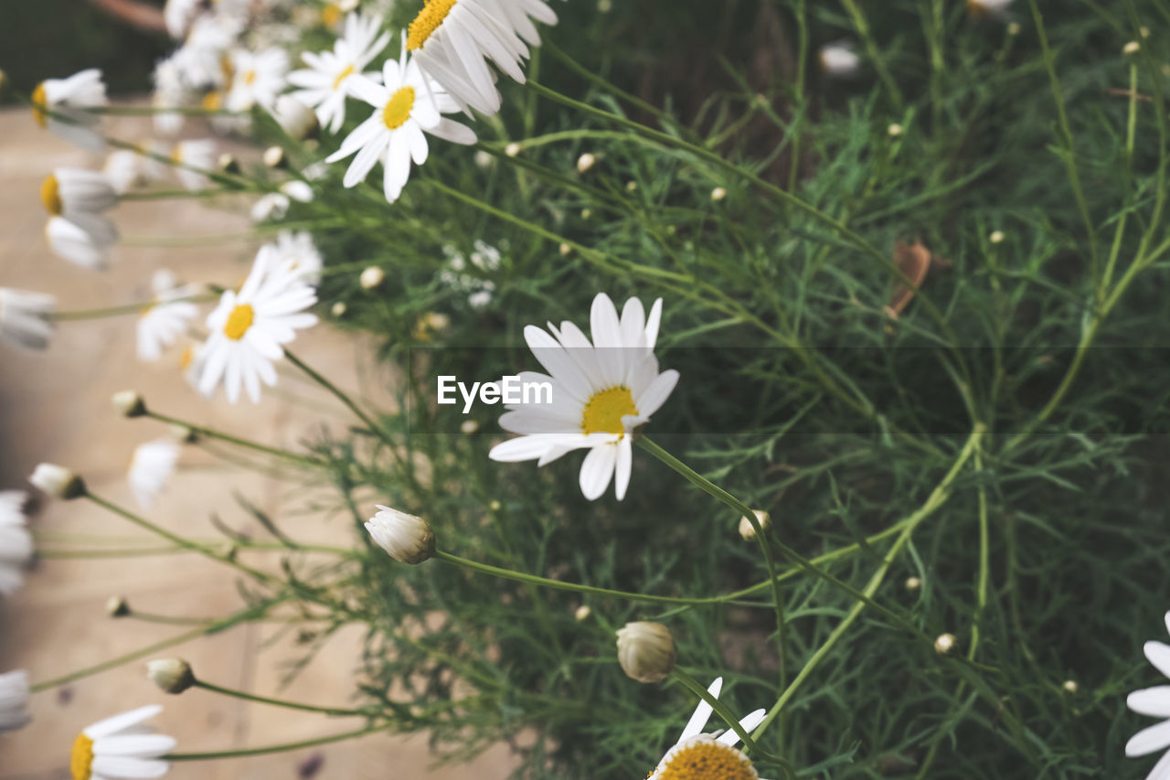 CLOSE-UP OF WHITE FLOWERS BLOOMING