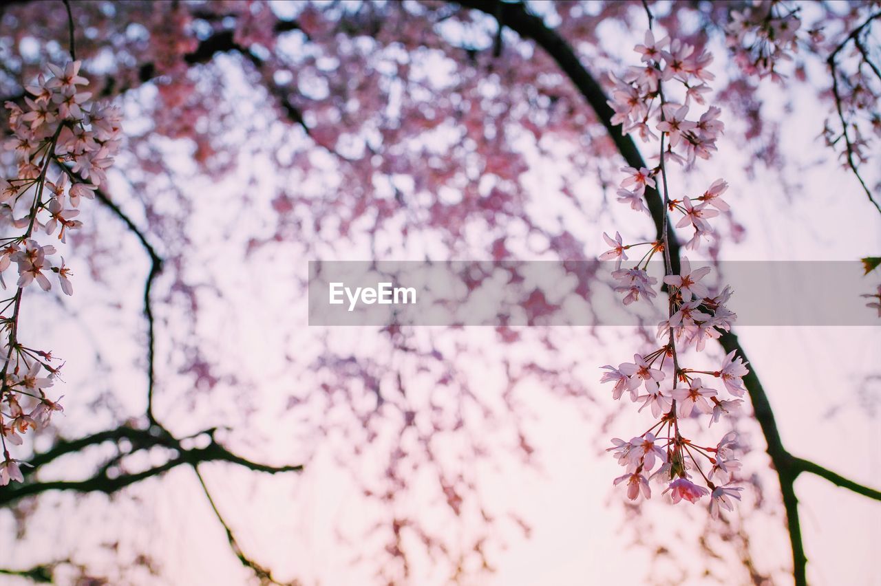 LOW ANGLE VIEW OF CHERRY BLOSSOMS ON BRANCH