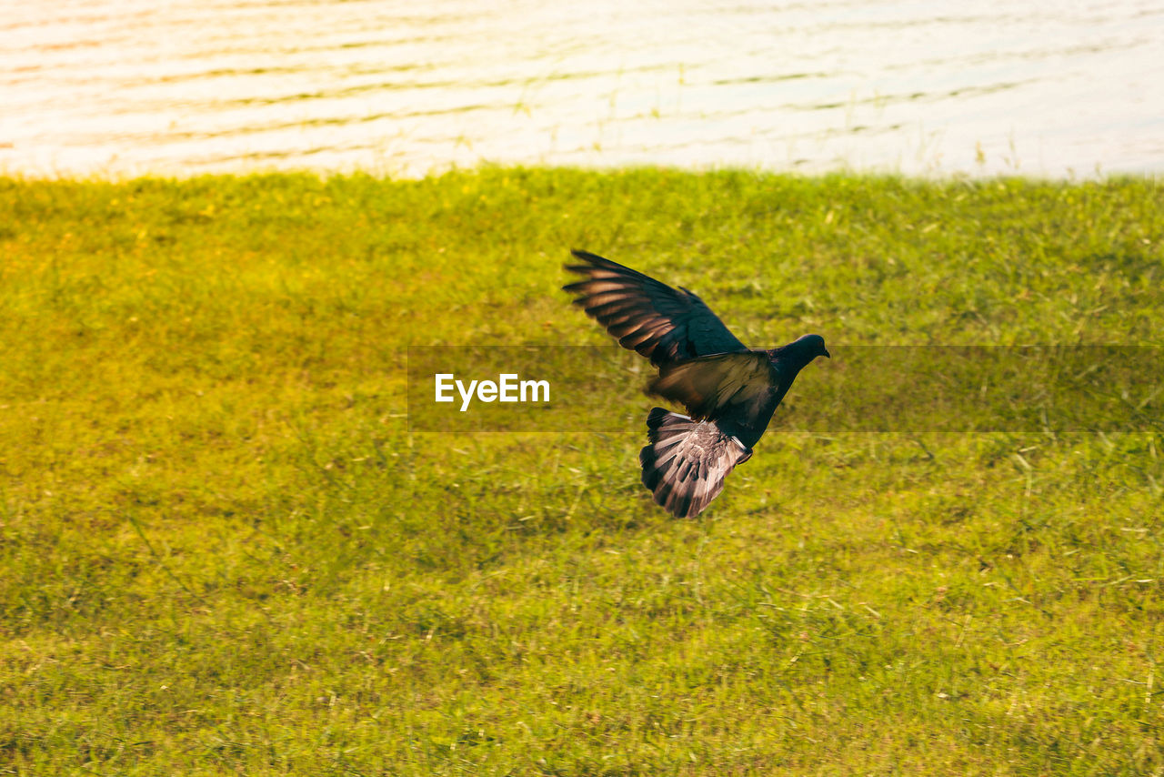 Bird flying over grassy field