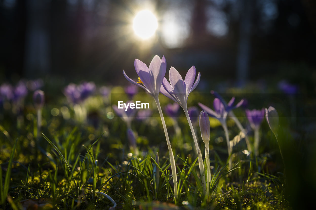 Close-up of purple crocus flowers on field