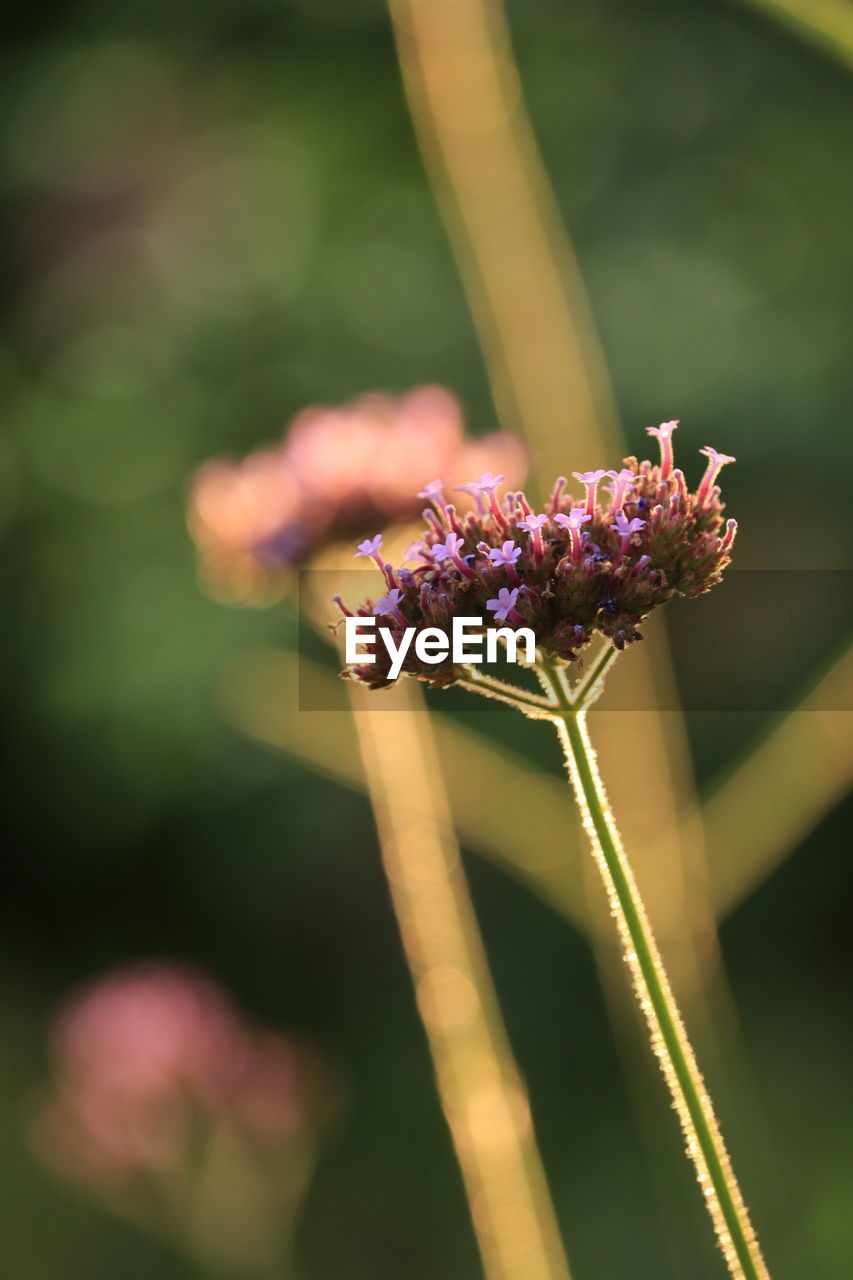 nature, close-up, animal wildlife, insect, animal themes, animal, macro photography, plant, beauty in nature, green, flower, focus on foreground, flowering plant, wildlife, leaf, fragility, one animal, freshness, plant stem, no people, animal wing, outdoors, macro, selective focus, day, growth, sunlight, purple, magnification, animal body part