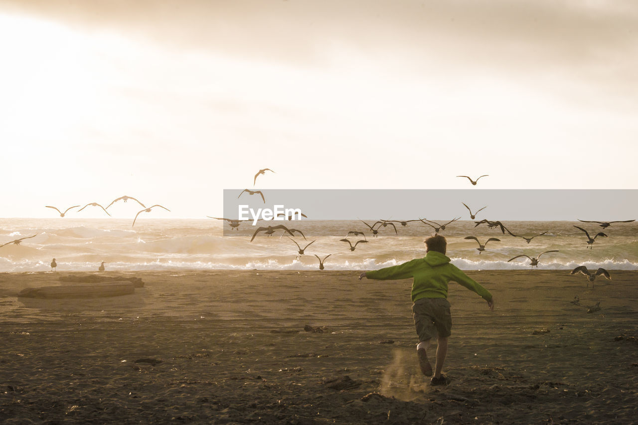 Boy chasing away birds on beach