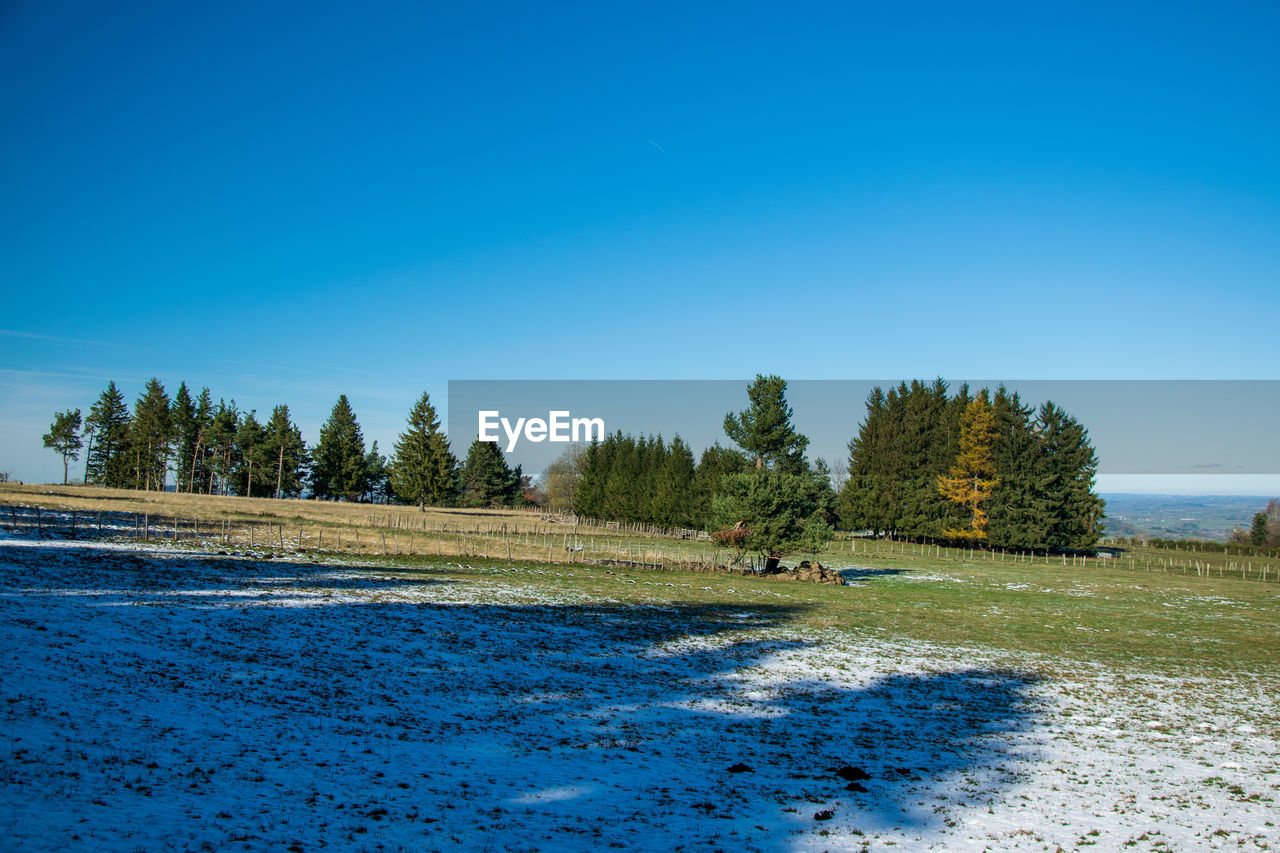 Trees on field against clear blue sky