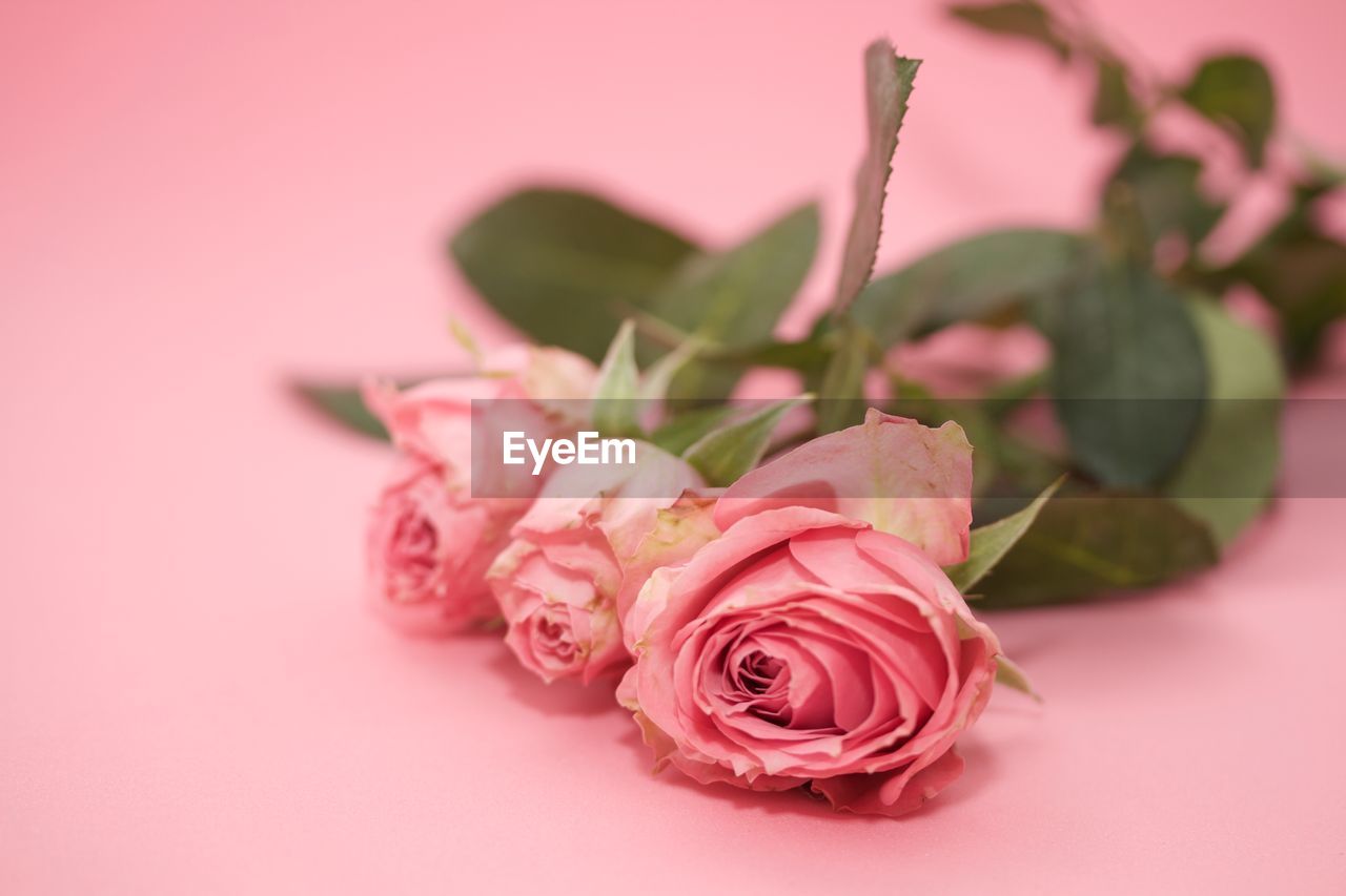 CLOSE-UP OF PINK ROSE OVER WHITE BACKGROUND