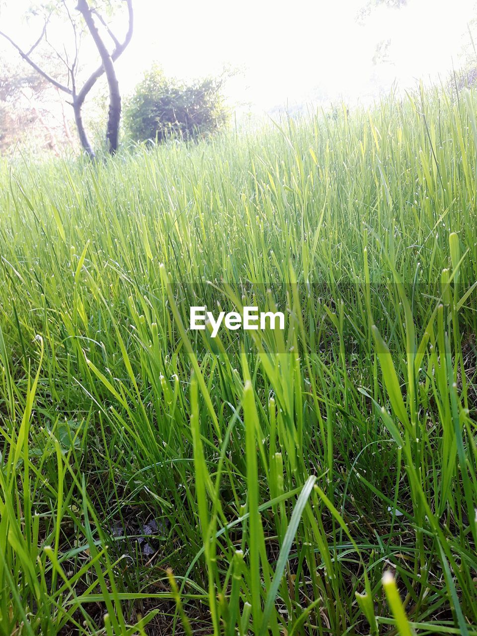 CLOSE-UP OF FRESH GREEN FIELD