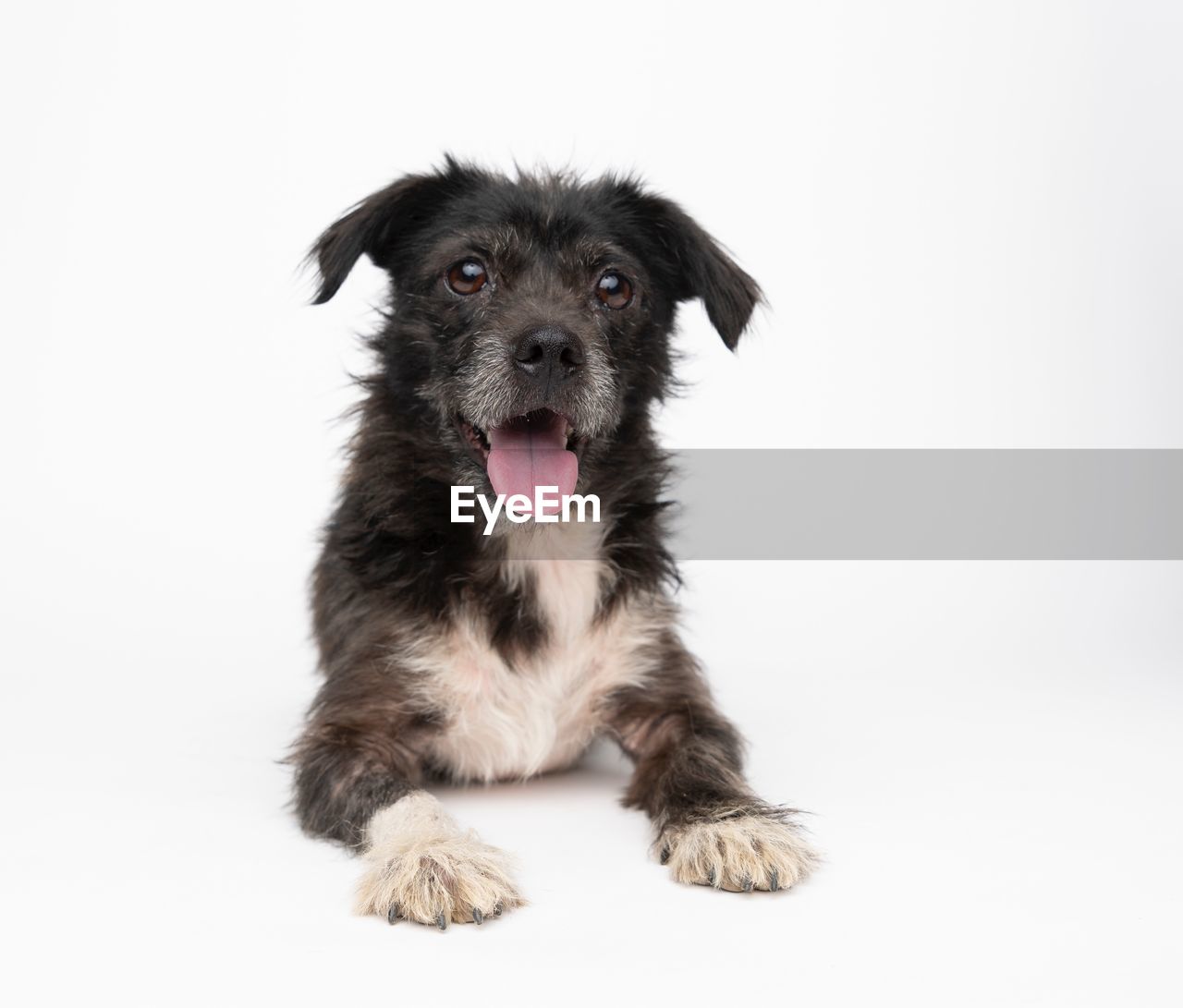 Portrait of cute puppy sitting against white background