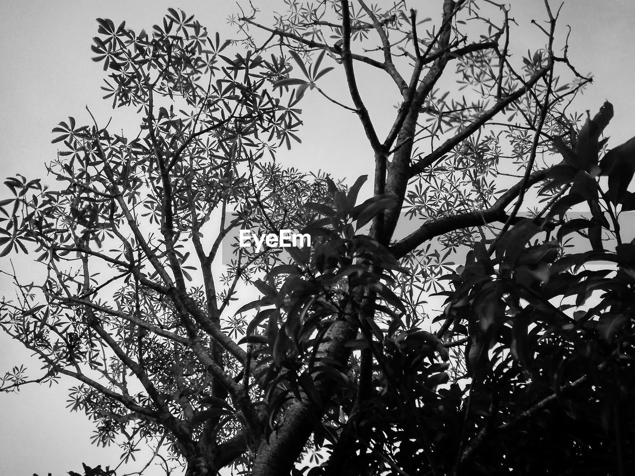 LOW ANGLE VIEW OF SILHOUETTE TREES AGAINST SKY