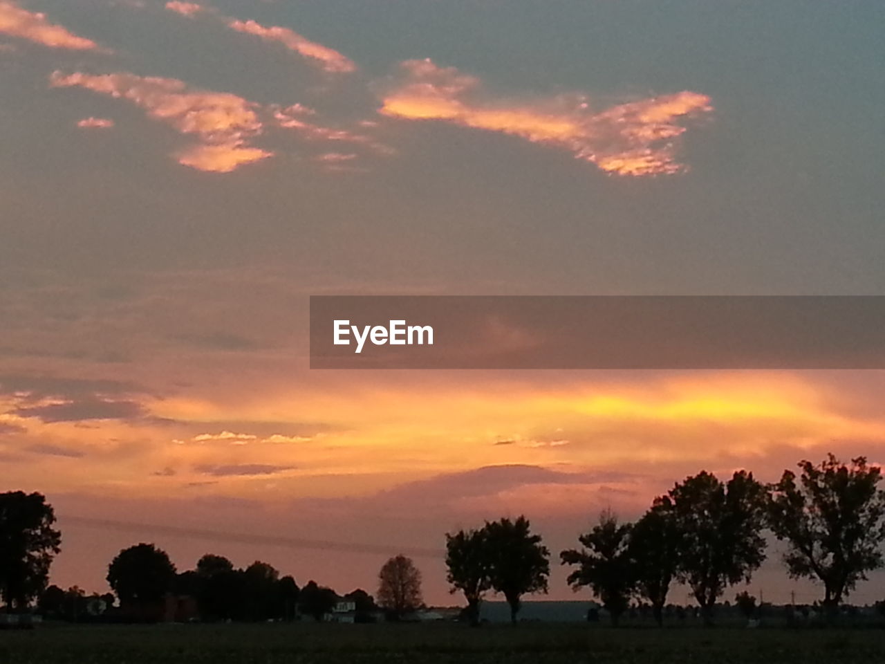 SILHOUETTE OF TREES ON LANDSCAPE