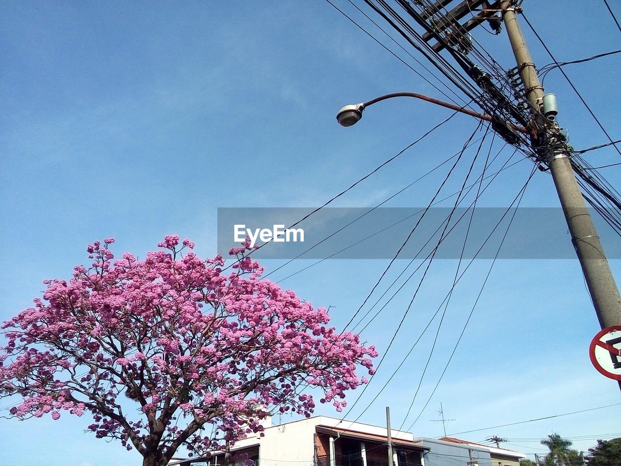 LOW ANGLE VIEW OF CHERRY BLOSSOM AGAINST SKY