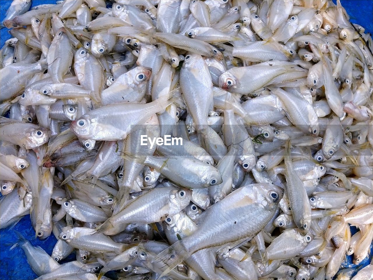 High angle view of fish for sale in market