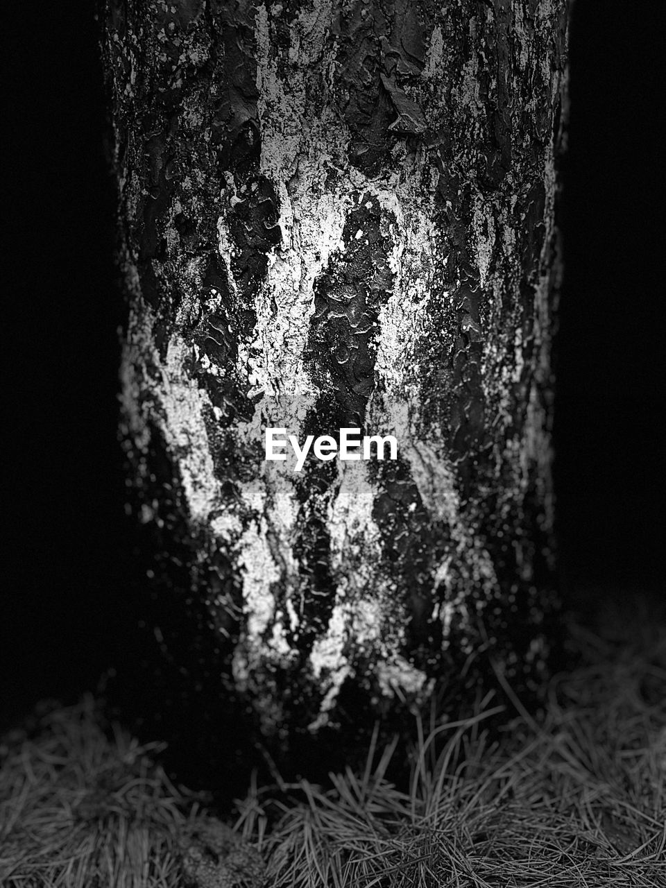 CLOSE-UP OF LICHEN ON TREE