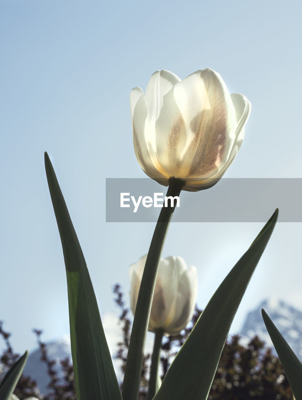 flower, plant, nature, flowering plant, beauty in nature, sky, close-up, no people, freshness, macro photography, growth, outdoors, leaf, day, flower head, fragility, petal, focus on foreground, inflorescence, clear sky