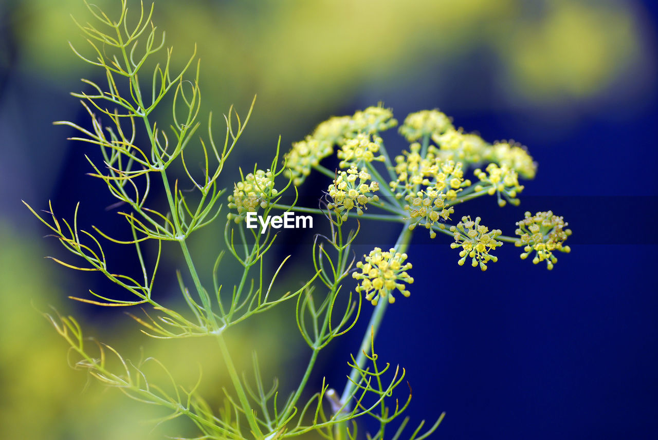 CLOSE-UP OF GREEN PLANT