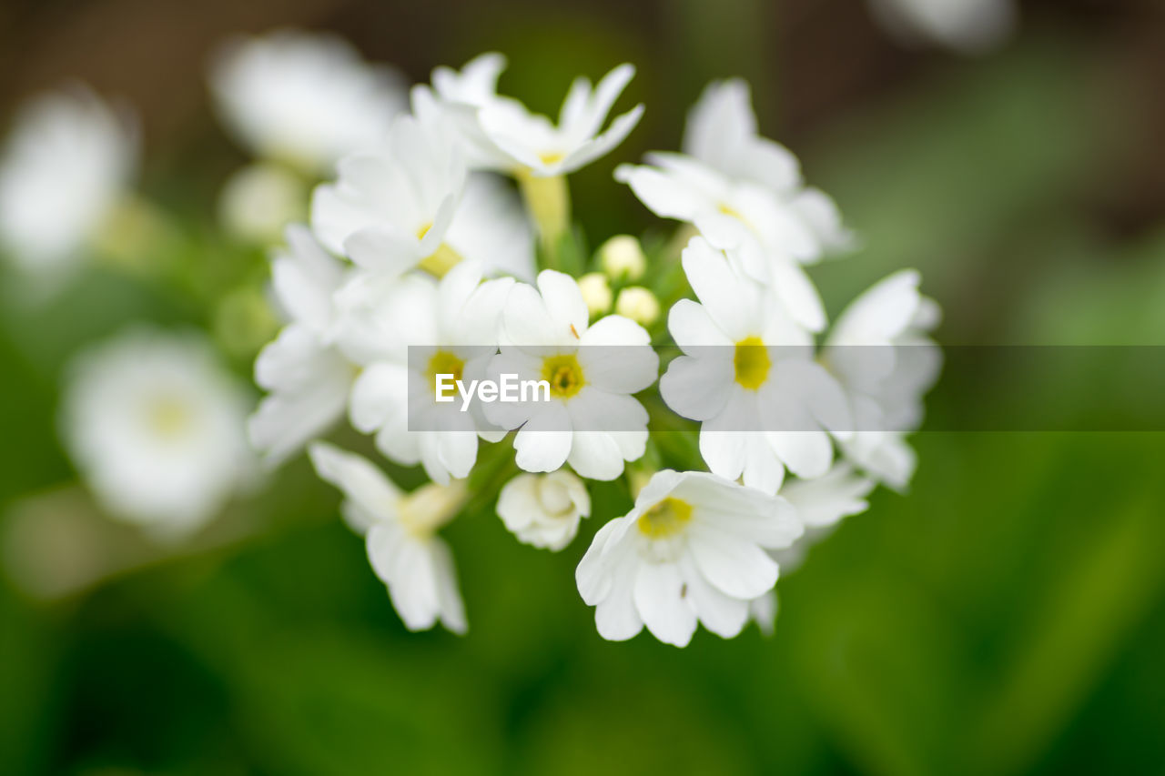 WHITE FLOWERS BLOOMING OUTDOORS