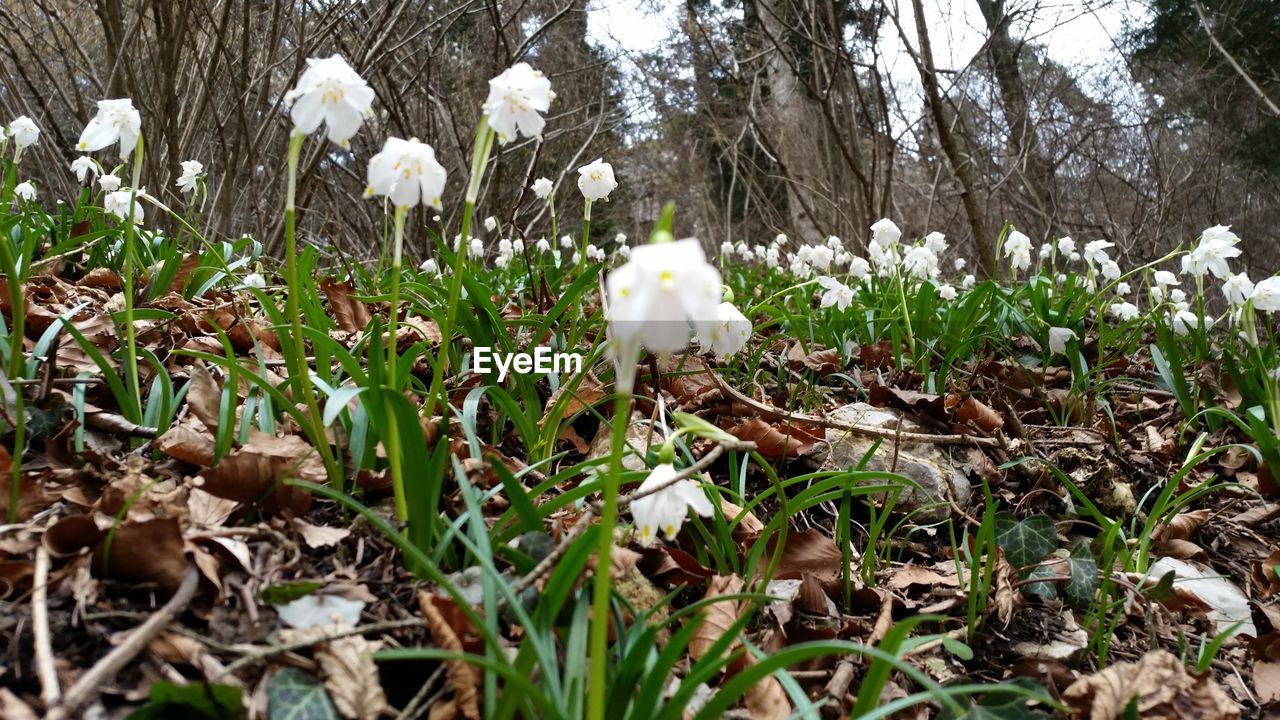 WHITE FLOWERS BLOOMING IN FIELD