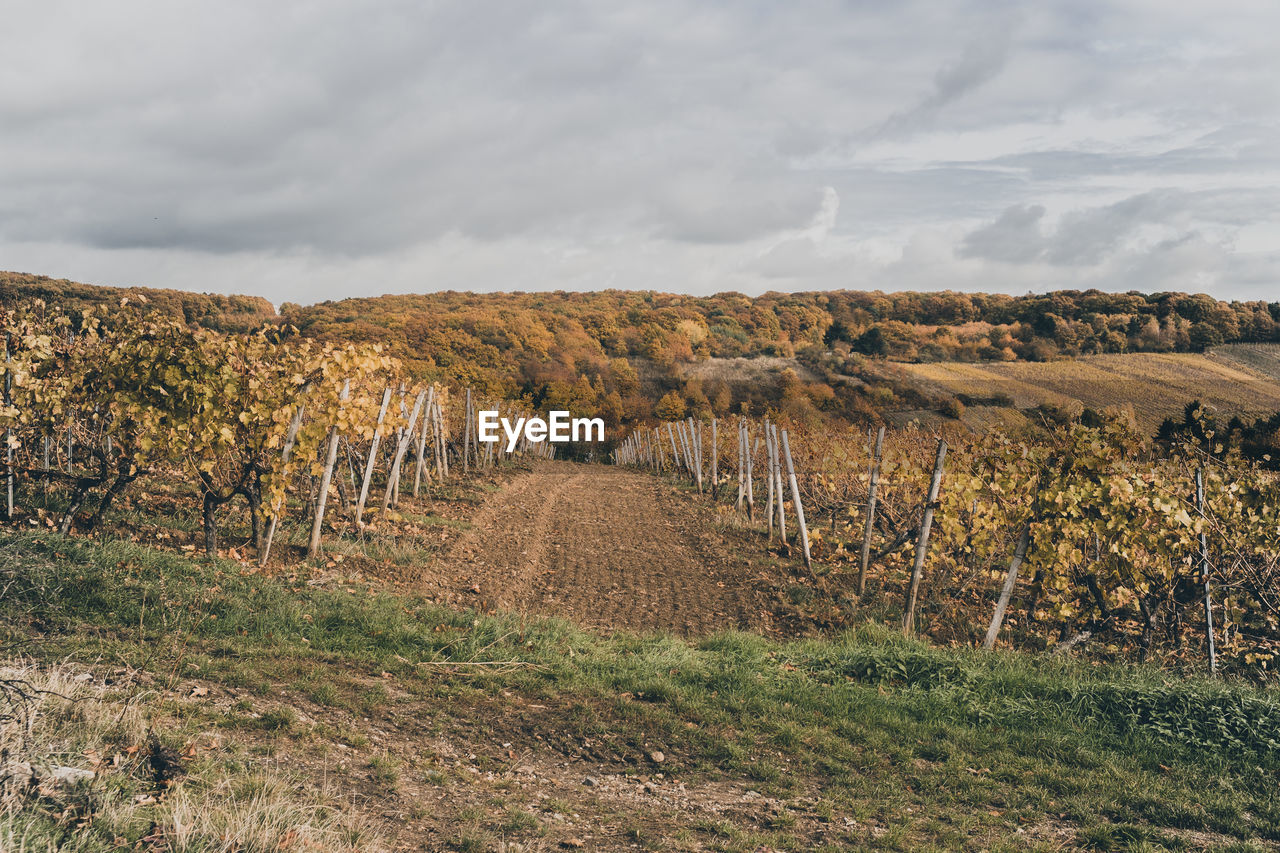 Scenic view of wine yard against sky