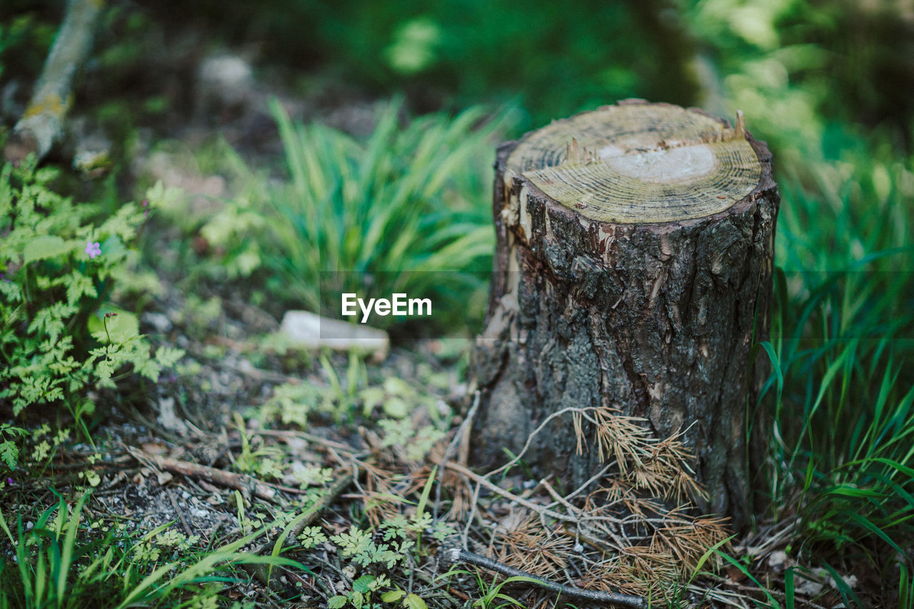 CLOSE-UP OF TREE TRUNK ON FIELD