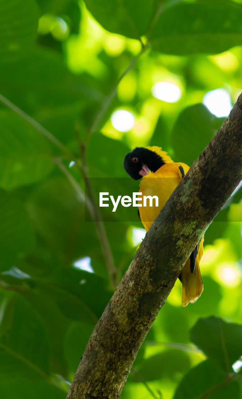 LOW ANGLE VIEW OF BIRD PERCHING ON TREE