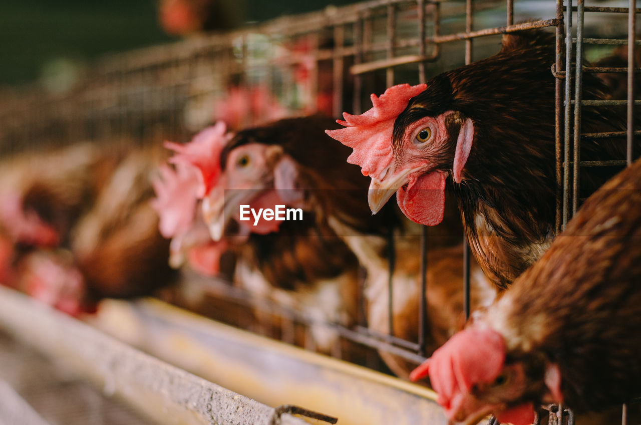 Hen in cages at farm