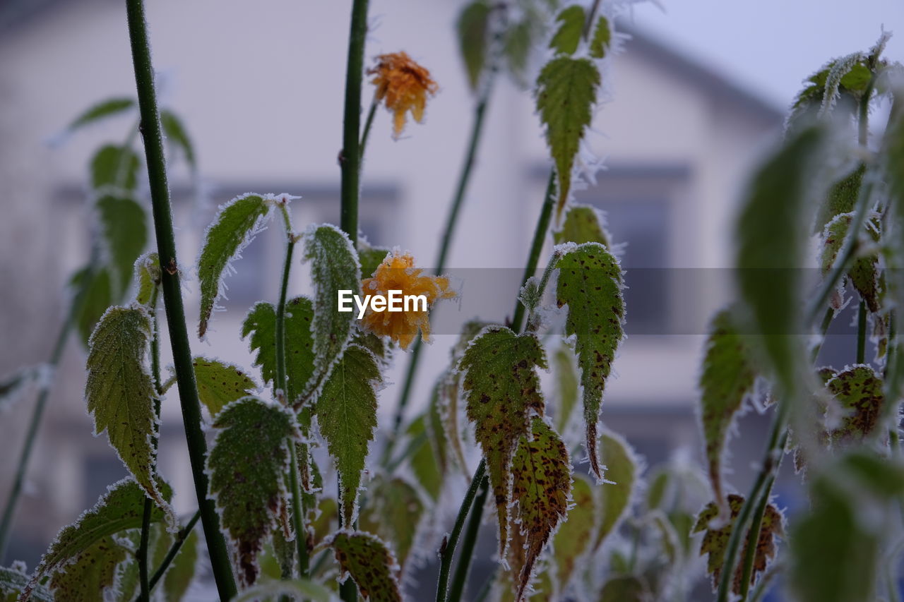 CLOSE-UP OF PLANTS AGAINST SKY