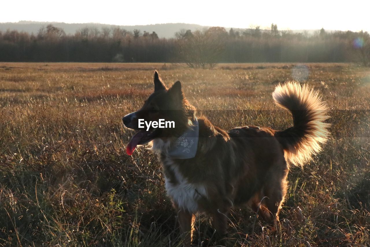 DOG STANDING IN FIELD