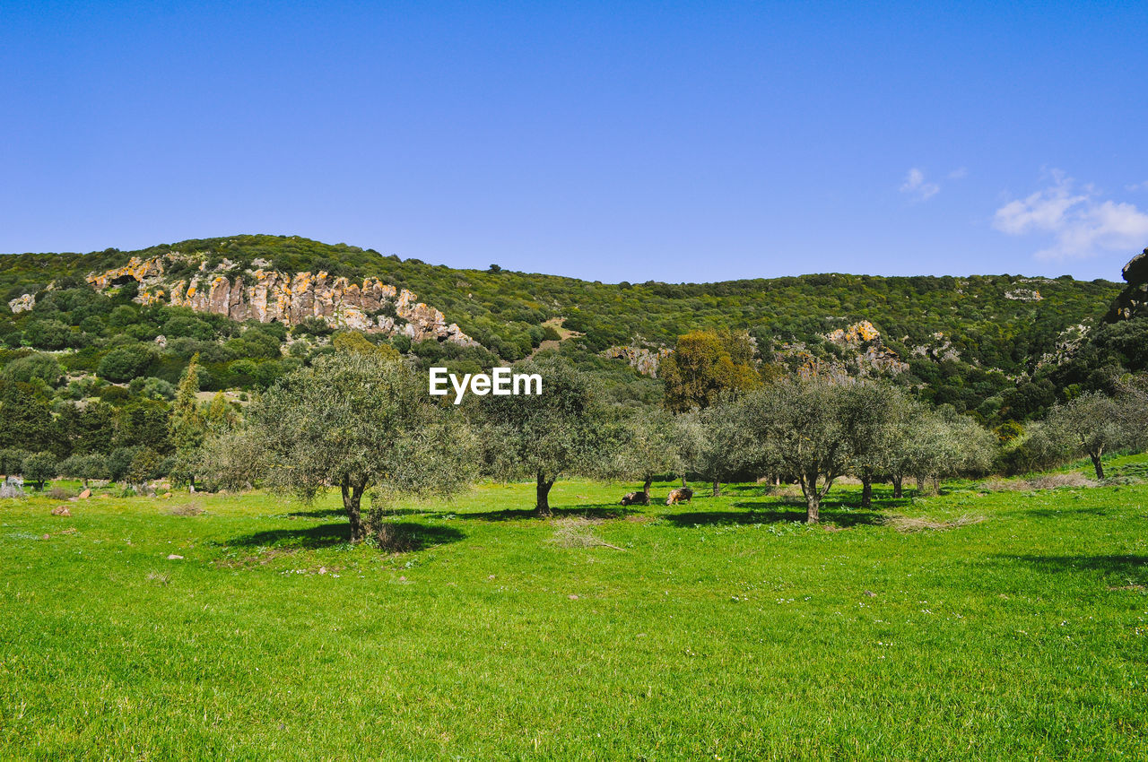 Trees on field against clear blue sky