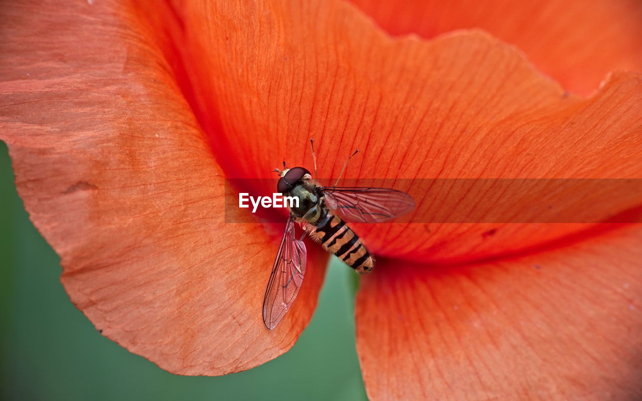 Close-up of hoover-fly sitting on red  poppy petal