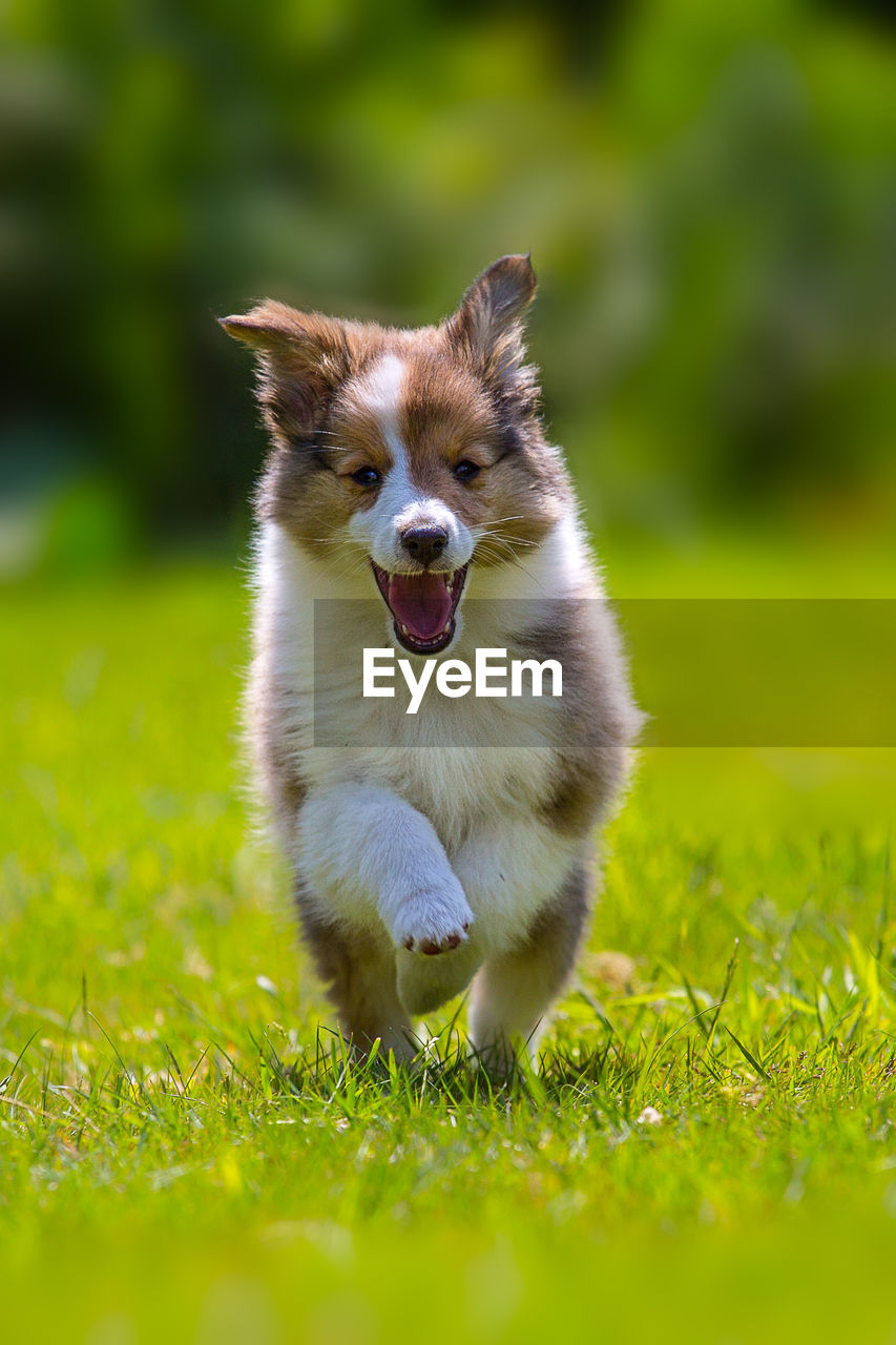 Shetland sheepdog puppy walking on grassy field during sunny day