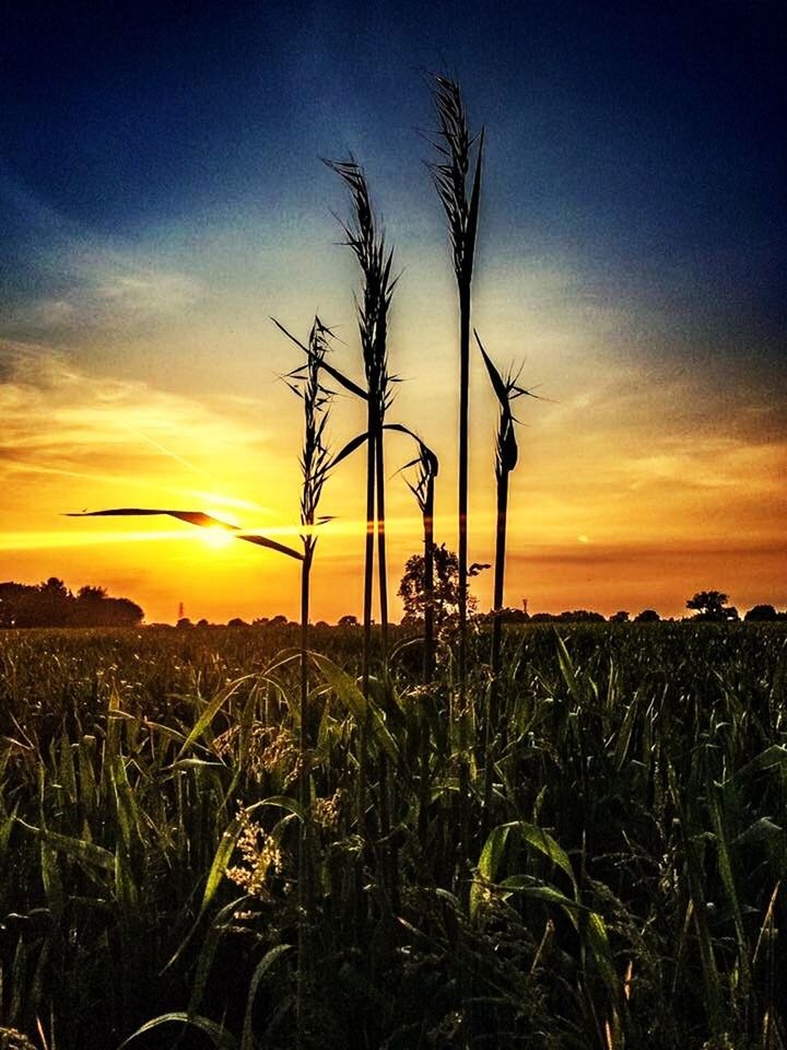 SILHOUETTE PLANTS ON FIELD AGAINST SKY DURING SUNSET