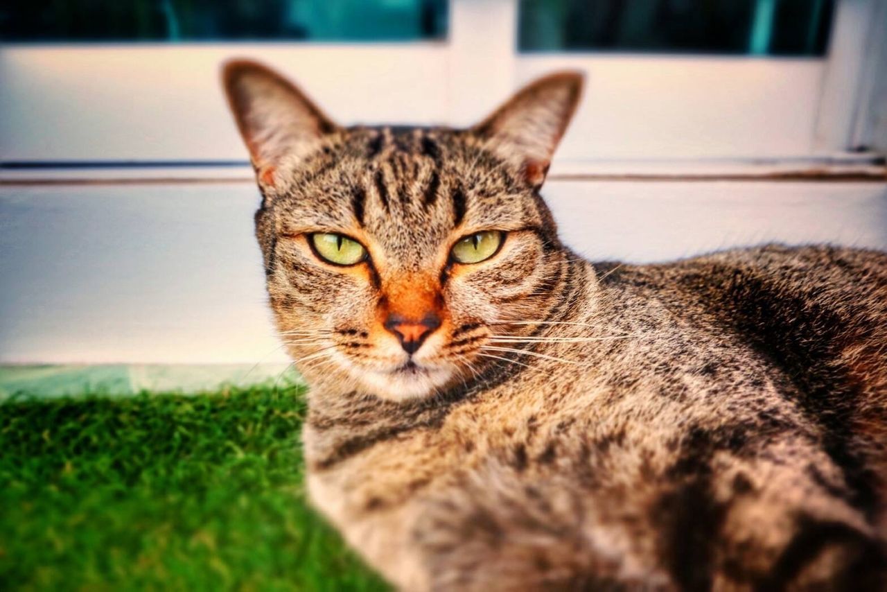 Close-up portrait of cat