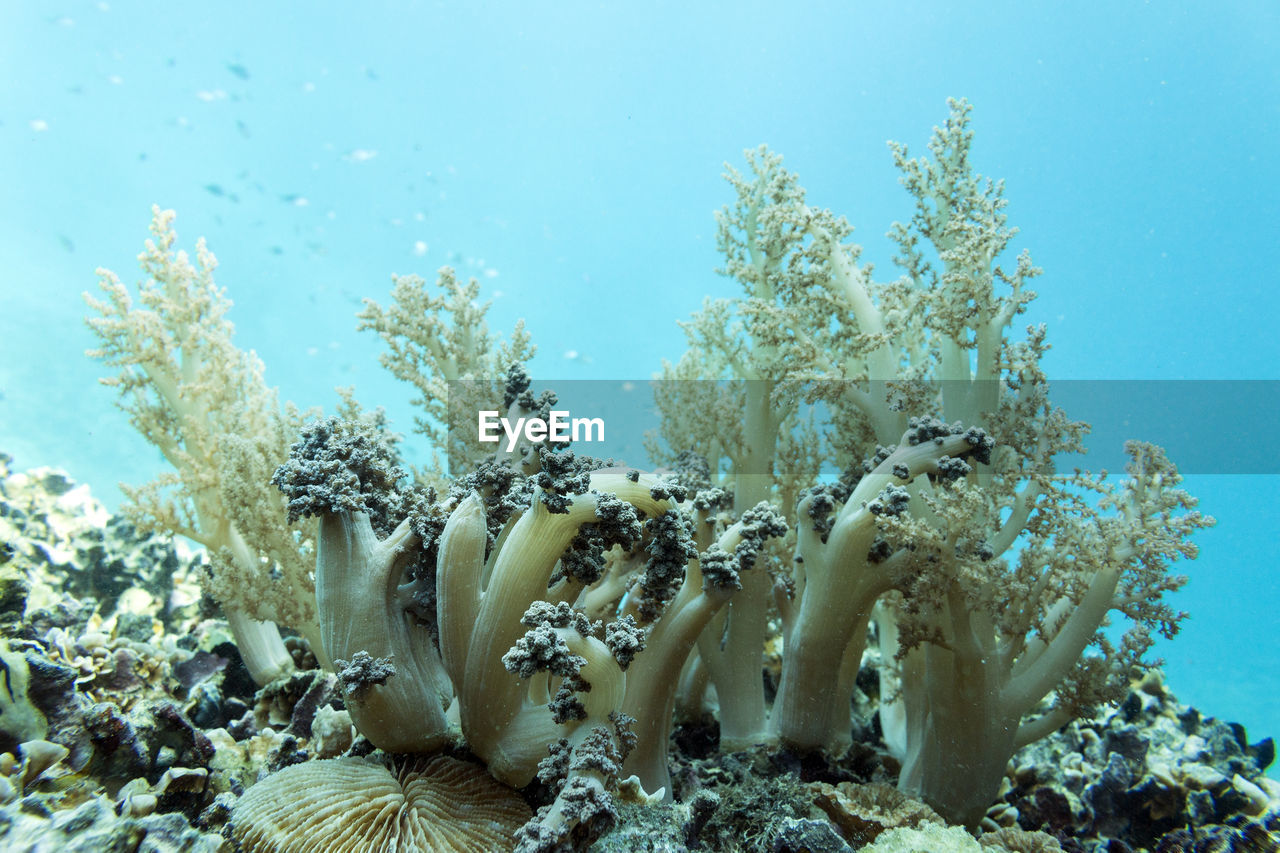 Close-up of coral in sea