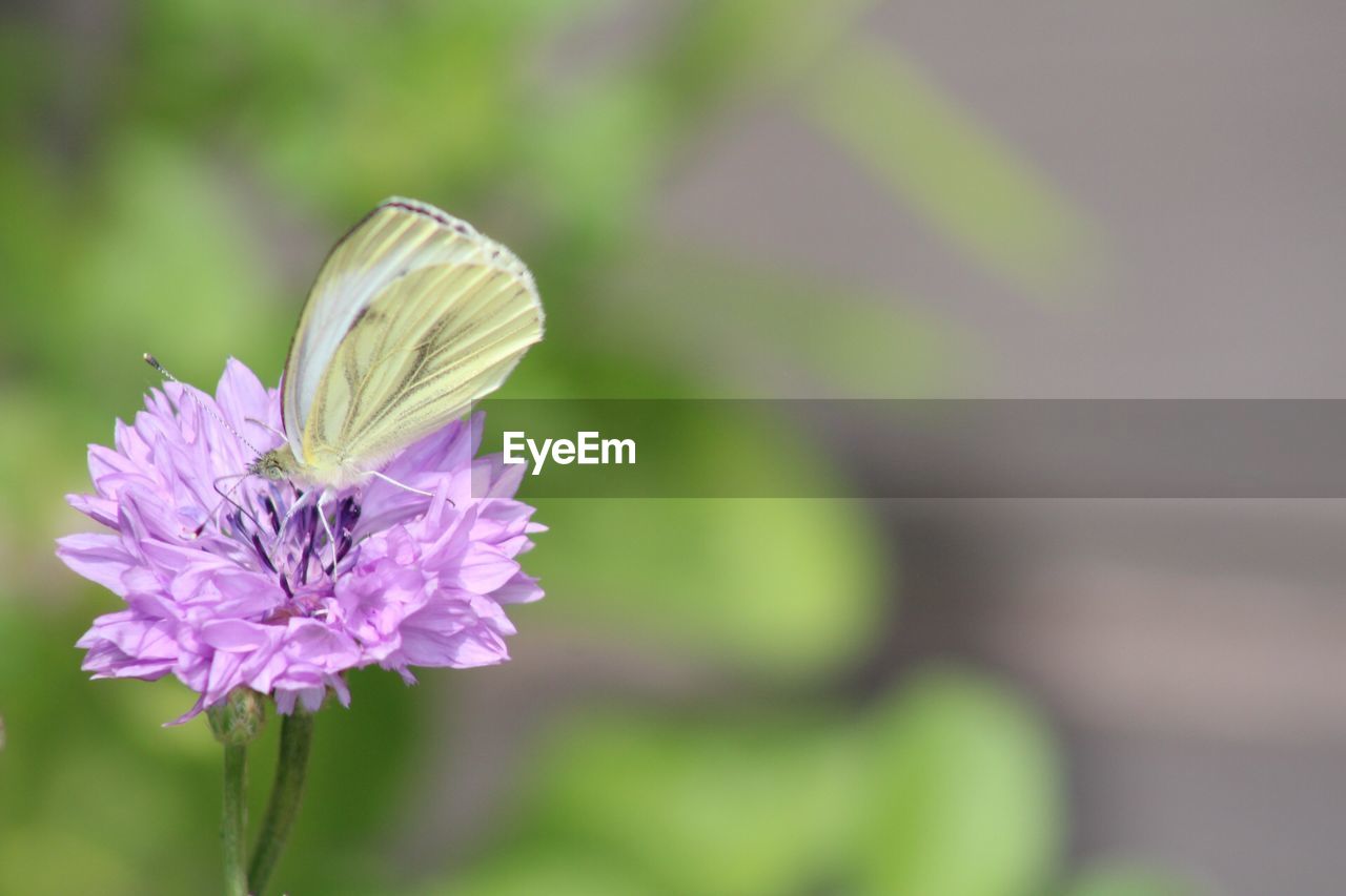 CLOSE-UP OF BUTTERFLY POLLINATING FLOWER