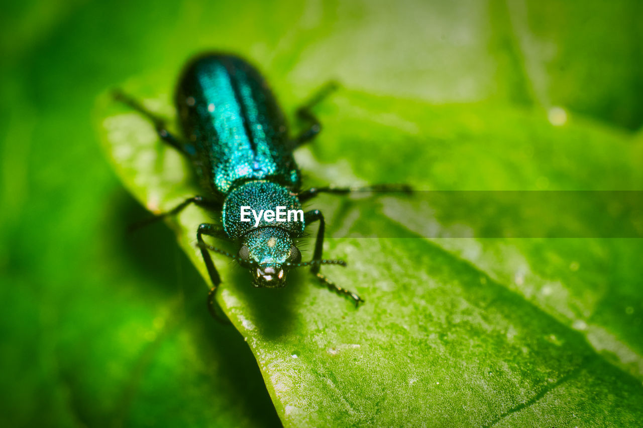 CLOSE-UP OF AN INSECT