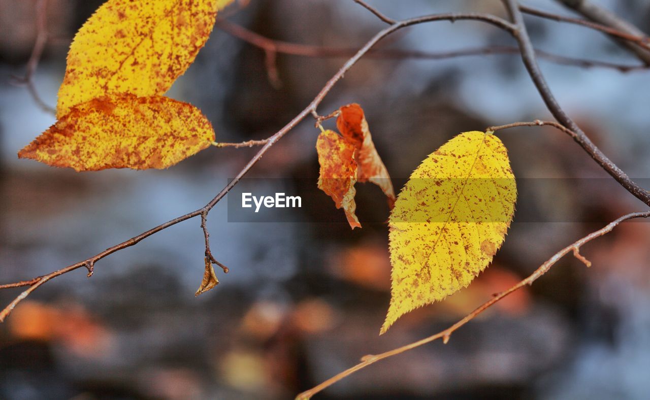 CLOSE-UP OF AUTUMNAL LEAVES ON PLANT