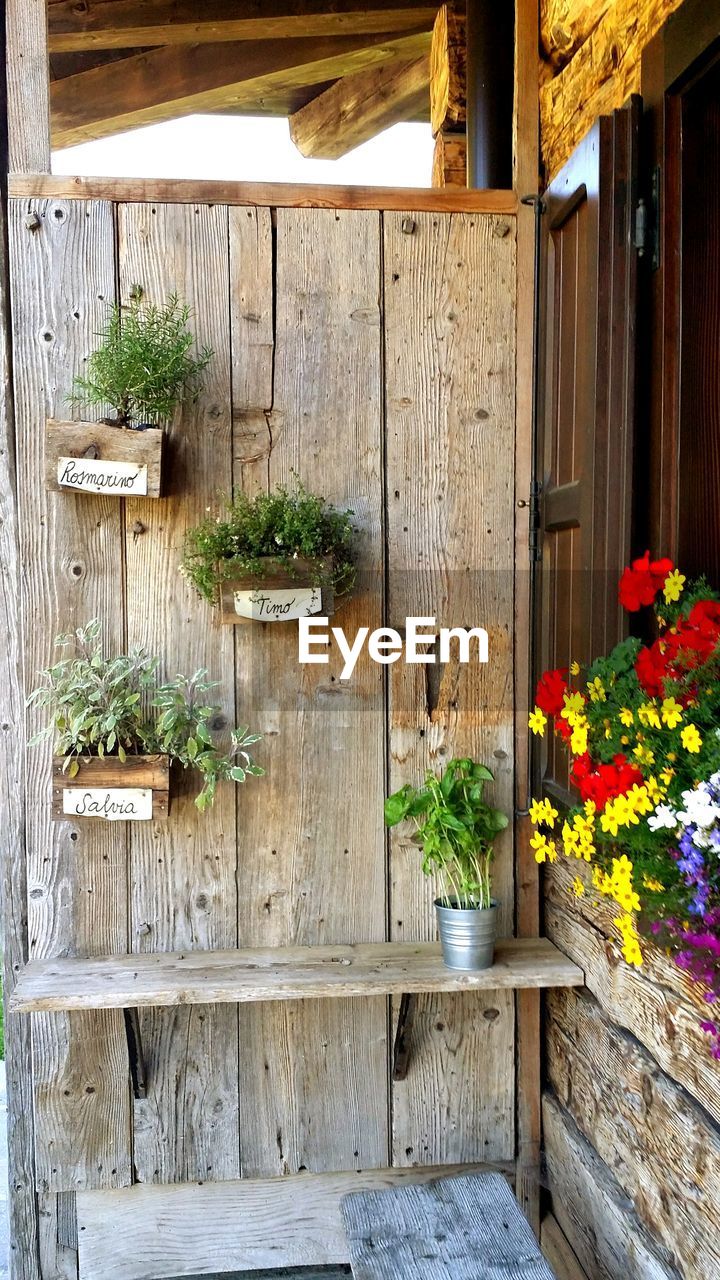 CLOSE-UP OF PLANTS AGAINST BLURRED BACKGROUND